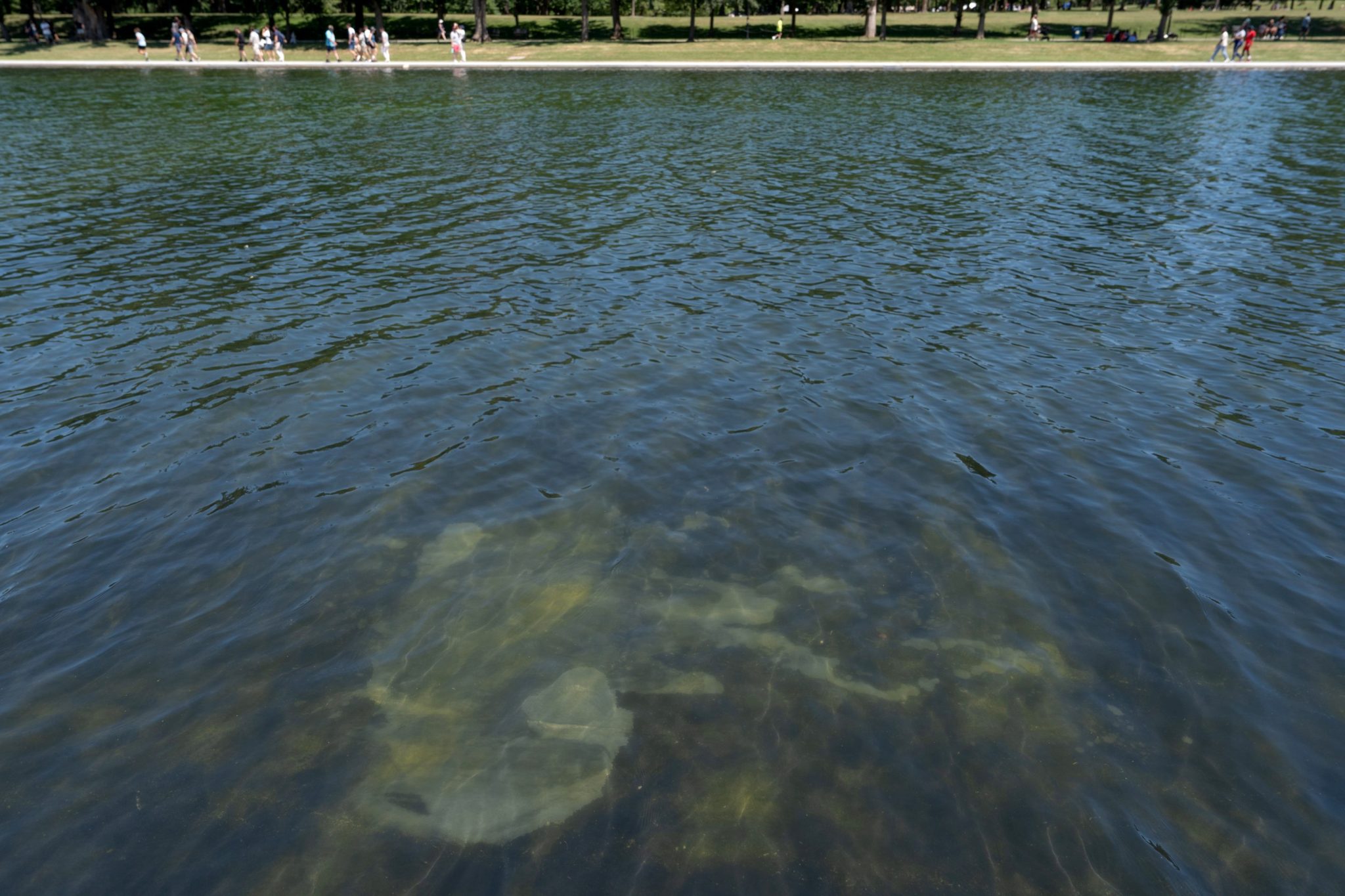Trump tries explain why the Reflecting Pool is algae green and its blue lining is peeling. Police arrest a former Olympic canoe racer on a bike ride