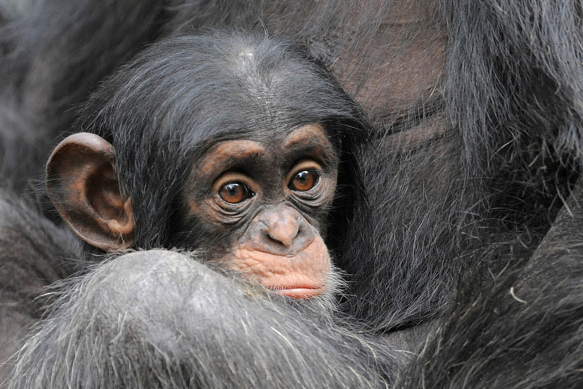 Scientists tickled monkeys to find if they have the same giggles as humans — and they do